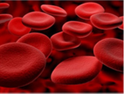 Cord Blood